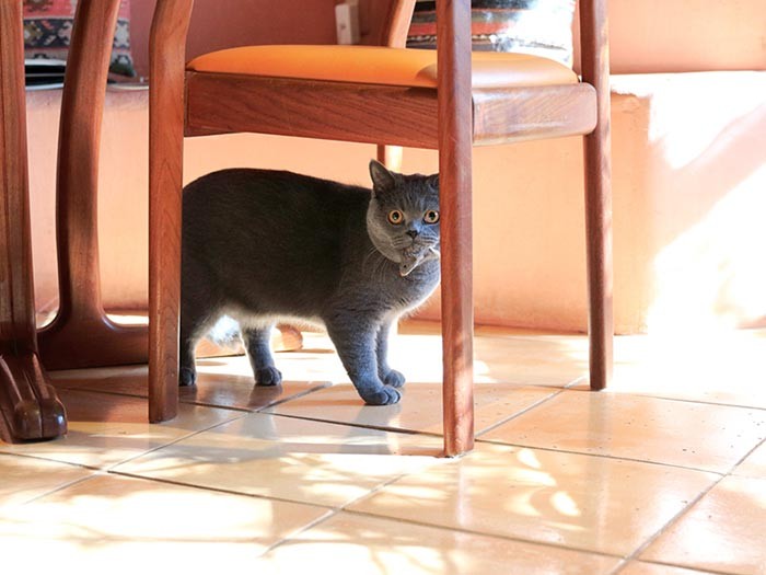 ネズミのおもちゃゲットで誇らしく