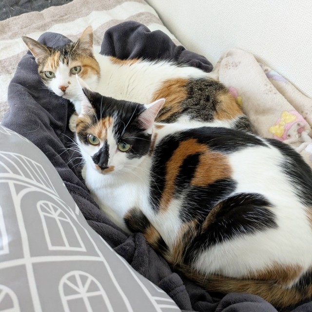 仲良し三毛猫姉妹♡ 寄り添ってくつろぐ（奥）トビ子ちゃん（手前）シナちゃん（画像提供：tobi8/8さん）