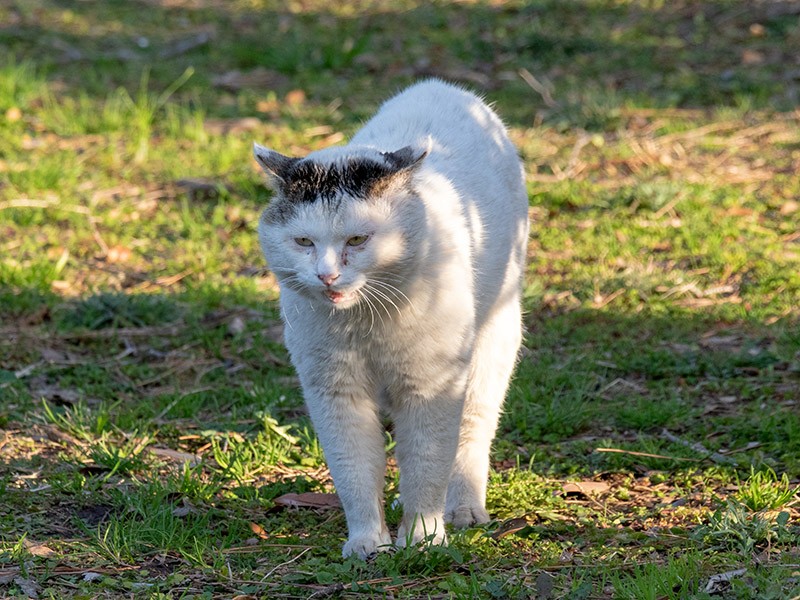 ノラネコのケンカ「鳴き合い」、勝ったオスは仁王立ち  犬・猫との 