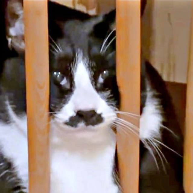 カメラがズームアウトすると…ひげちゃんの全貌が明らかに（画像提供：こけむすさん）