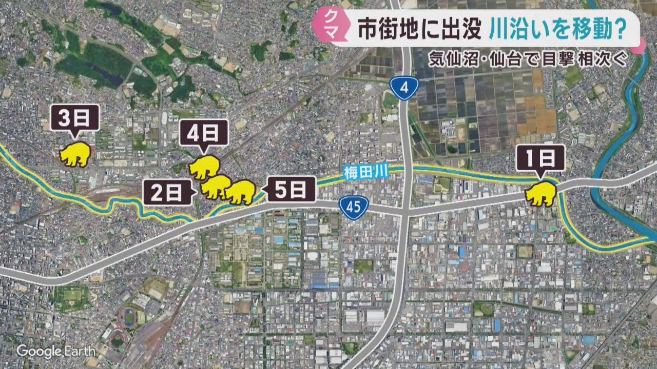 「熊は川沿いに移動し市街地へ」専門家　クマの餌ブナの実が豊作予測