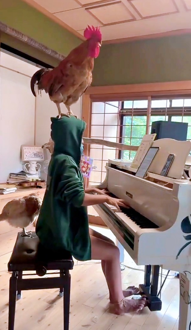ぴあやのさんが弾くピアノの旋律にあわせて鳴くピヨちゃん（画像提供：ぴあやの 島暮らしピアノ弾きさん）