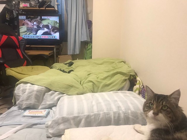 テレビで紹介された自分の姿を見るヤマダくん（提供：丸山カネキリカさん）