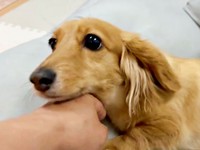 アゴをなでなでしてもらってうれしそうなCHOCOちゃん（画像提供：NOBU CHOCOさん）