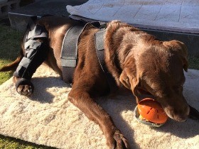 犬・猫のけがした身体を補助　オーダーメイドの装具の製作現場