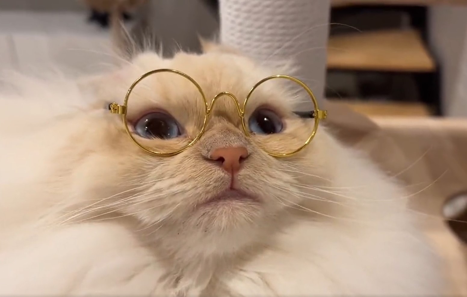 あ…見えた…みたいな顔になるw」メガネ姿の猫さんが話題 「海外の