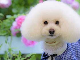 隠れ家レストランでバラの撮影会　トイプードルの「クレープ」