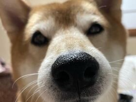 孫より僕が一番でしょ？　ヤキモチ焼きだけど、毎日を幸せにしてくれる柴「琥太郎」