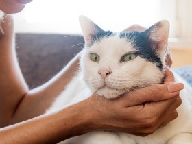シニア猫の幸せのために日々のケアを　イギリスの専門医に聞く