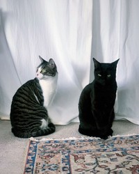 兄弟だけど、それぞれ個性的＝am___catsさん提供