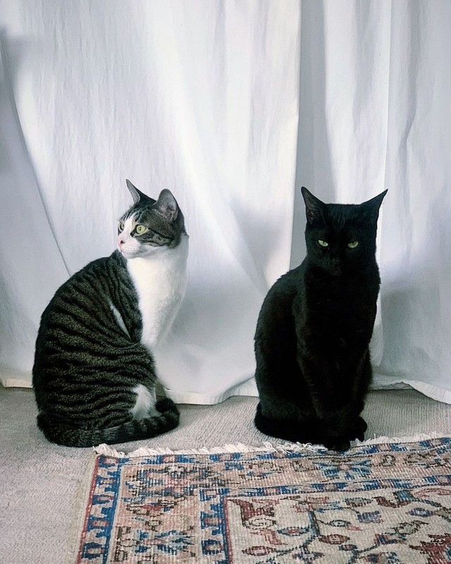 兄弟だけど、それぞれ個性的＝am___catsさん提供