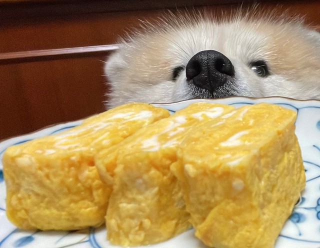 卵焼きに熱い視線を注ぐフェアリーさん（提供：秋田犬の妖精 フェアリーさん　NoWar🐾さん）