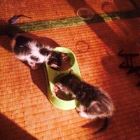 引き取った直後、餌を食べるのが下手だった…