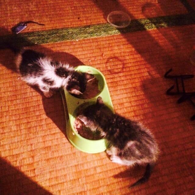 引き取った直後、餌を食べるのが下手だった…