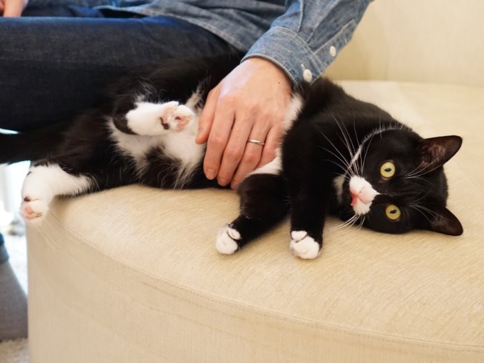 愛するパパに撫でられてうっとりぺろり