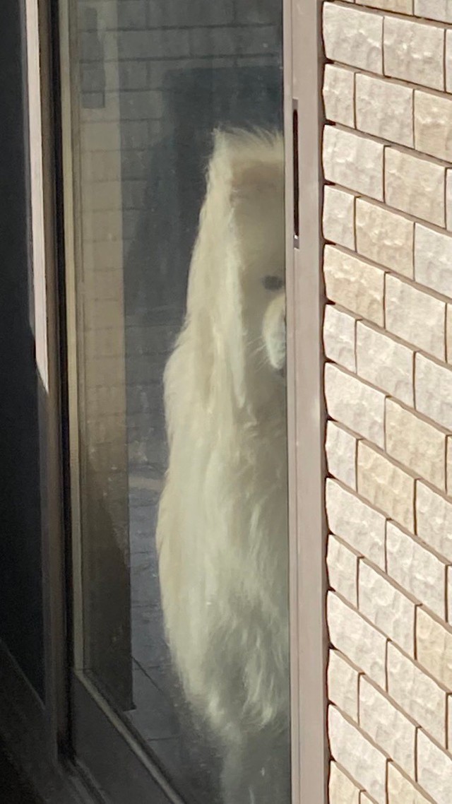 恨めし気なまなざしからたすけくんの心情が垣間見えます（たすけのかあさんTwitterより）