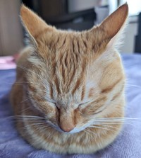 おててないないのままお眠り（提供：ぷりんちゃん𝕏さん）