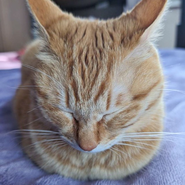 おててないないのままお眠り（提供：ぷりんちゃん𝕏さん）
