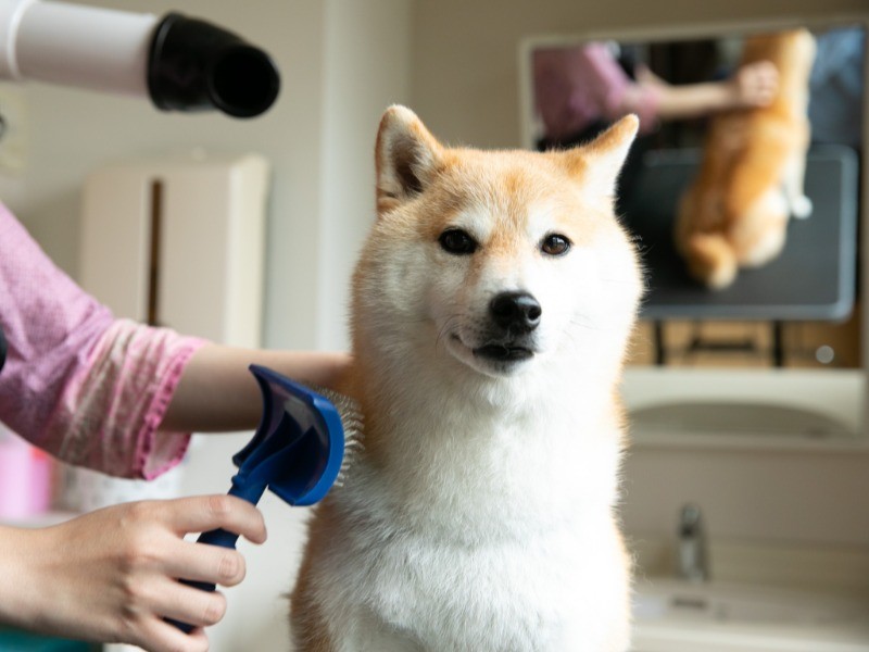 愛犬を洗えるSelf shampoo roomで、思いっきり外遊びしたあとはサッパリ