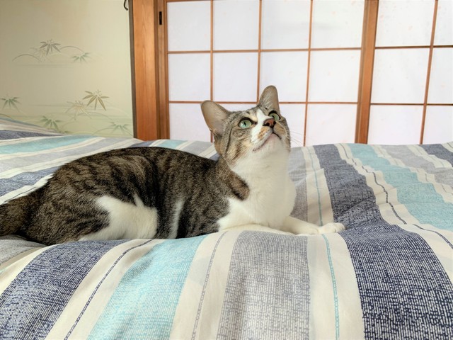 今が「人生のベスト」　夫婦と3匹の猫の“5人家族”が営むゲストハウスの物語　香川・高松市