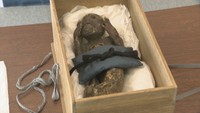 「人魚のミイラ」 約1年の研究結果を報告　果たしてその正体とは　岡山・浅口市
