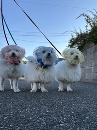 現在は拾い食いのクセがあるひまわりさん（右）とハルくん（中央）に加えて、ココさん（左）もネットを装着して3匹で仲良く安全に散歩（画像提供：ハルくんさん）