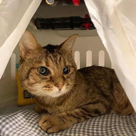 注射を終えて自宅のキャリーにて、今年に入ってもがんばっていました