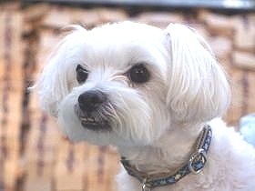 最愛のお姉ちゃんを失い、ヤンチャ犬が消沈　家族の励ましで蘇る