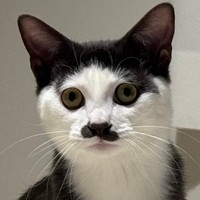 貫禄のあるちょびひげが似合うプランスくん（提供：パッツン前髪のセロイと弟プランスさん）