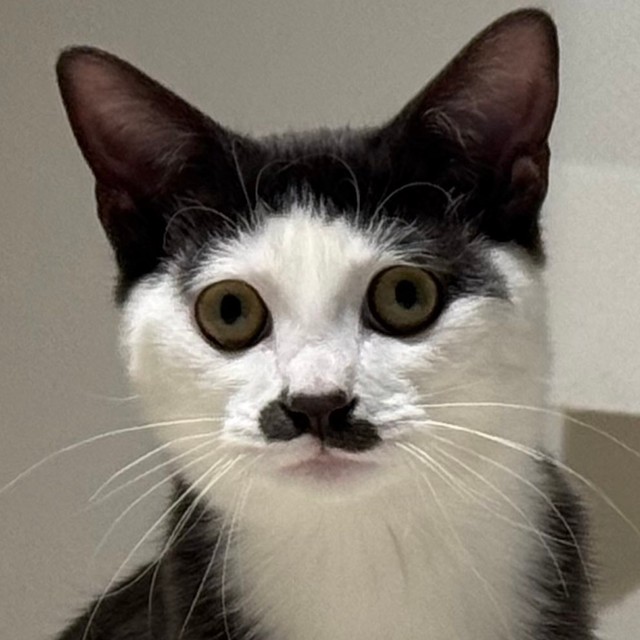 貫禄のあるちょびひげが似合うプランスくん（提供：パッツン前髪のセロイと弟プランスさん）