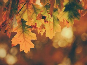 楽しめないなら、もう秋を始めてしまおう。そうするしかない今の夏