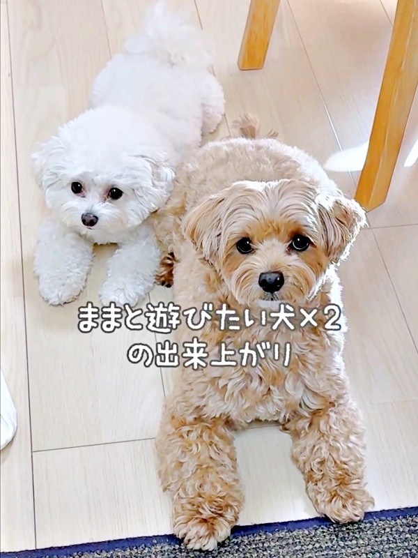 ママと遊びたい子が倍になった！（左から）ちろちゃん、まおくん（画像提供：まお ちろさん）