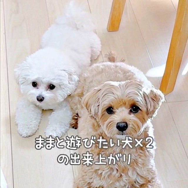 ママと遊びたい子が倍になった！（左から）ちろちゃん、まおくん（画像提供：まお ちろさん）