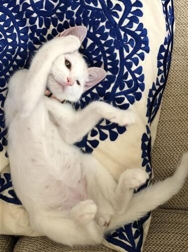 家に来たころの「しろたん」