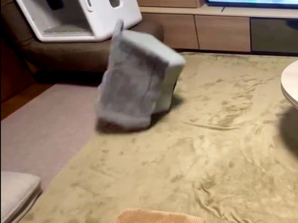 ハウスがブルブル震えた次の瞬間、ひっくり返りましたプーちゃん（画像提供：プリンセスさん）