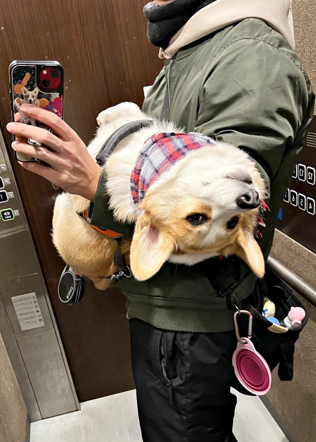 疲れて飼い主さんに抱っこして運ばれる閣下くん（画像提供：閣下と下僕さん）