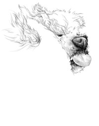 慢心さんの描くわんちゃんの絵1（提供：慢心さん）