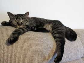 愛猫に投薬、毎日の苦労が実った！　血液検査で判明