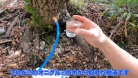 2日後、採取できた樹液／ちーとん。さん提供
