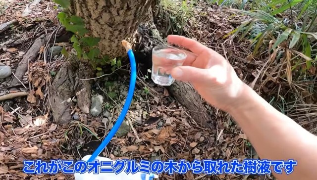 2日後、採取できた樹液／ちーとん。さん提供