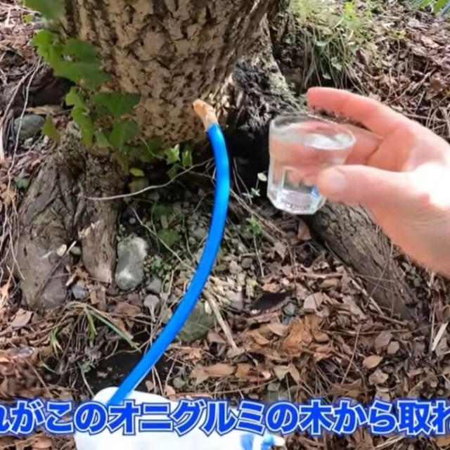 2日後、採取できた樹液／ちーとん。さん提供