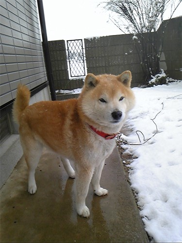ハルくんは15歳まで外飼いで、やんちゃでわんぱく。雪の降る日は庭を駆け回っていたそう。「犬嫌いで人間好き。誰にでも懐くので、まったく番犬になりませんでした（笑）」（上村さん提供）