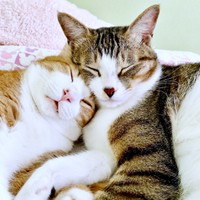 5歳になった今も仲良し！ 寄り添って眠る（左から）タルトくん、ショコラくん（画像提供：ショコタルさん）