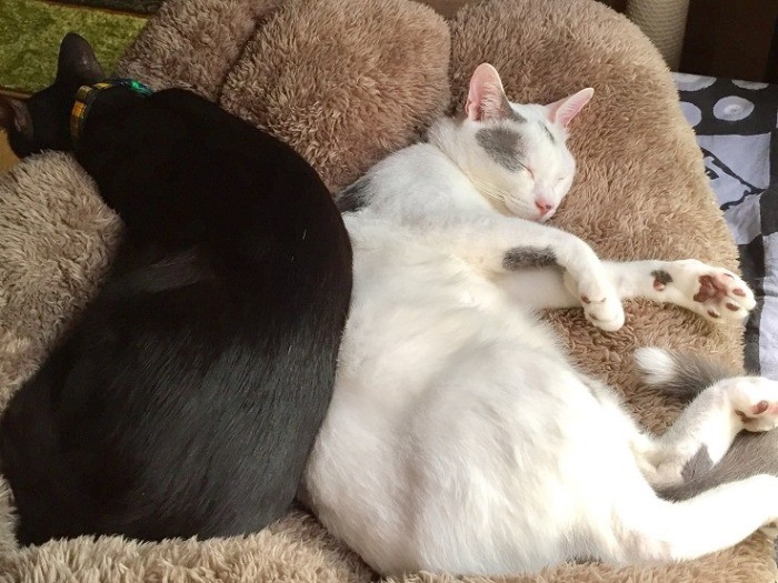 先住の白いブランと仲良くなれた