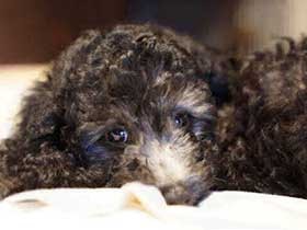 いつも元気ワハハと笑うよう　トイプードルの「ミク」