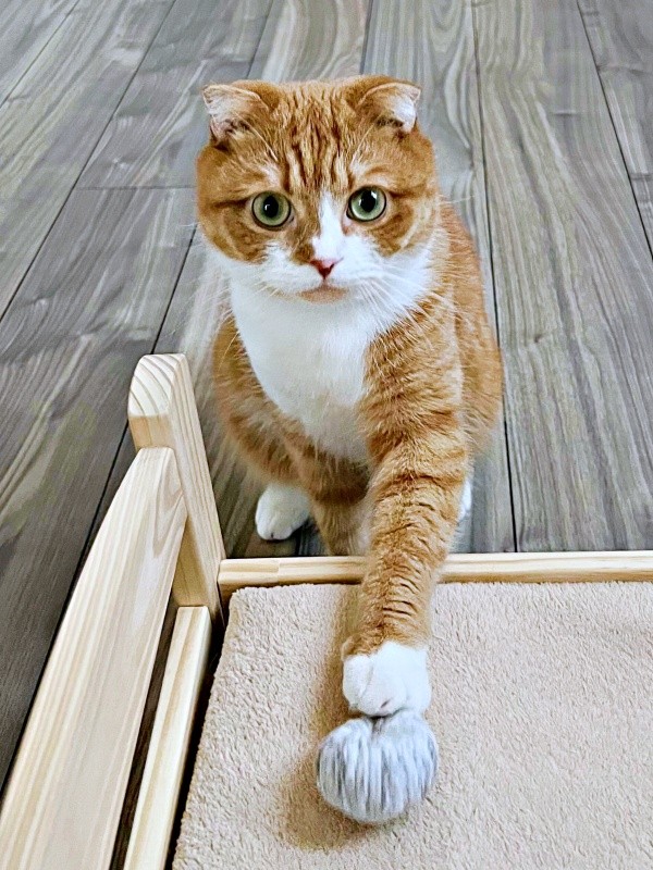 探していた毛糸玉を見つけてくれたなつくん（画像提供：yuさん）