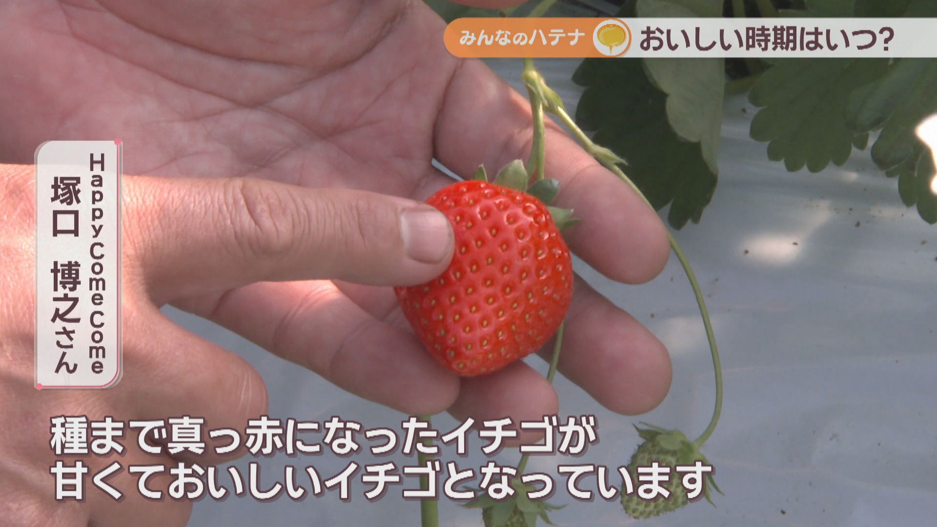 おいしいイチゴの見分け方は？おすすめの食べ方は？ 栽培のプロに聞い