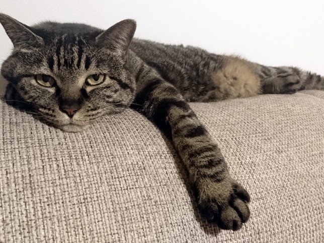 猫の“夏支度”でアレルギーも悪化…　風呂に入れたら一石二鳥！