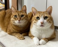 カイくんとクウくん、シッポだけじゃなくてお顔もキュート（画像提供：クウとカイさん）