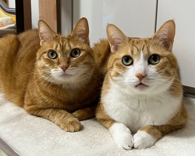 カイくんとクウくん、シッポだけじゃなくてお顔もキュート（画像提供：クウとカイさん）